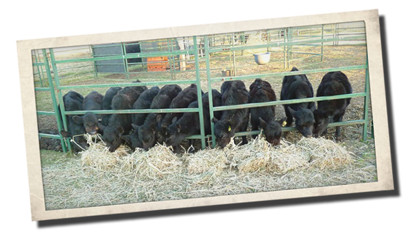 Weaners