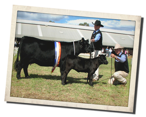 Amberfield Angel at Royal Toowoomba Show 2008