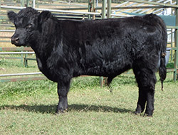 Amberfield Mack Amberfield Mack